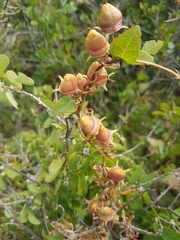 Cyphia crenata crenata