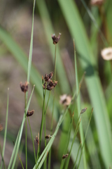 Bulbostylis oritrephes