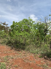 Caryocar brasiliense