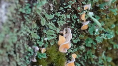 Lachnellula agassizii