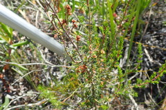 Erica glumiflora