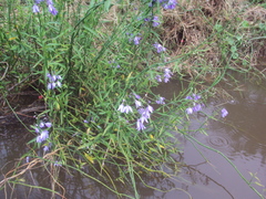 Solanum amygdalifolium