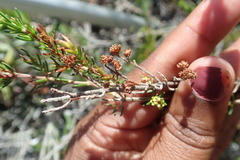 Erica glumiflora