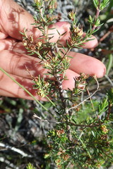 Erica glumiflora