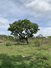 Caryocar brasiliense