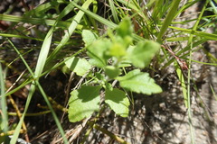 Chaenostoma cordatum