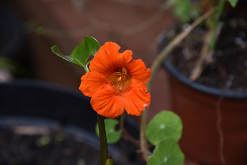 Tropaeolum majus