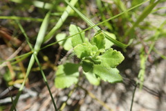 Chaenostoma cordatum
