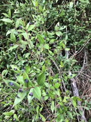 Myrtus communis communis