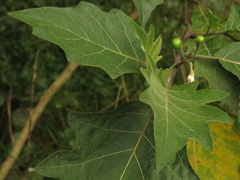 Solanum stellatiglandulosum