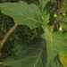 Solanum stellatiglandulosum - Photo (c) Mateo Hernandez Schmidt, osa oikeuksista pidätetään (CC BY-NC-SA), uploaded by Mateo Hernandez Schmidt