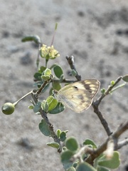 Colotis calais calais