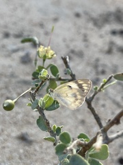 Colotis calais calais