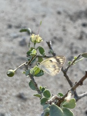 Colotis calais calais