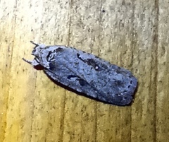 Agonopterix ocellana