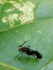 Thyrsophorinae