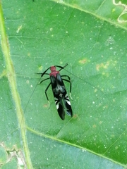 Thyrsophorinae