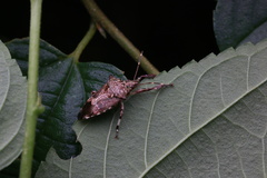 Eocanthecona furcellata