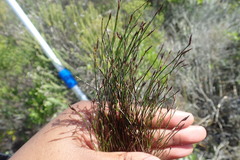 Restio eleocharis