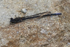 Pseudagrion draconis