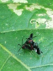 Thyrsophorinae