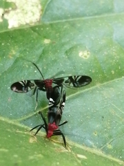 Thyrsophorinae