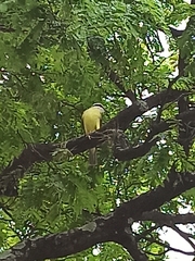 Pitangus sulphuratus