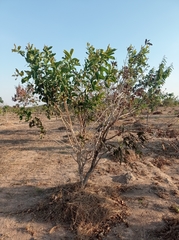 Combretaceae