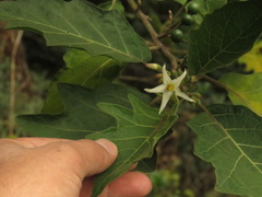 Solanum stellatiglandulosum
