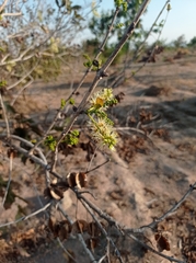 Combretaceae