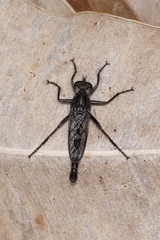 Cerdistus cygnis