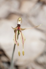 Caladenia plicata