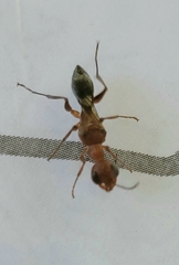 Ampulex ferruginea