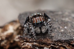 Maratus trigonus