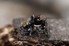 Maratus trigonus