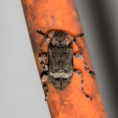 Leptostylus transversus