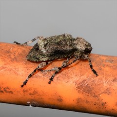 Leptostylus transversus