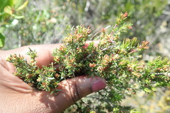 Erica glumiflora