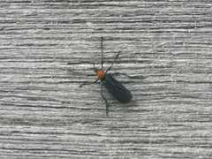 Plecia ruficollis