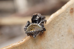 Maratus trigonus