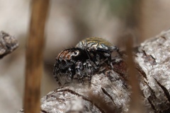 Maratus trigonus