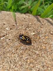 Rutela