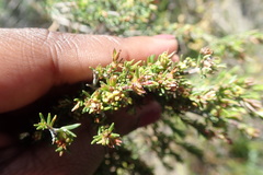Erica glumiflora