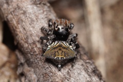 Maratus trigonus
