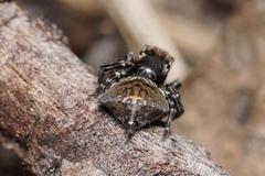 Maratus trigonus