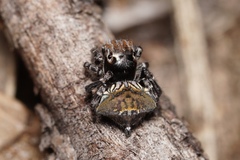 Maratus trigonus