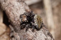 Maratus trigonus