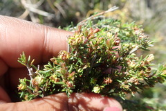Erica glumiflora
