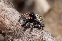 Maratus trigonus