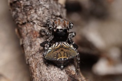 Maratus trigonus